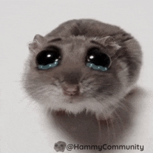 Sad Hamster Meme Meme - Sad hamster Sad Hamster - Discover & Share GIFs