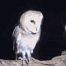 Bonk Barn Owl GIF - Bonk Barn Owl Robert E Fuller GIFs