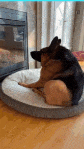 a german shepherd dog laying on a dog bed
