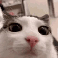 Cat Blink GIF - Cat Blink Silly GIFs