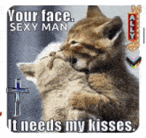 two kittens are kissing each other with a caption that says your face sexy man it needs my kisses