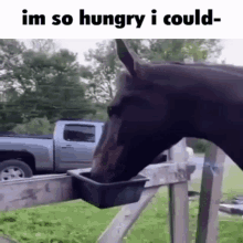 Im So Hungry I Could Eat A Whole Horse Meme GIF - Im So Hungry I Could Eat A Whole Horse Meme GIFs