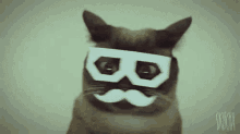 No Don'T Do It Says The Strangely Costumed Cat GIF