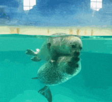 two seals are swimming in a pool with a window behind them