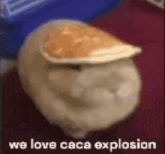 a blurred image of a cat wearing a bread hat and the words we love caca explosion