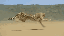 Unimpressed Cheetah GIF