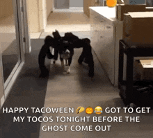 Pets Dogs GIF - Pets Dogs Halloween GIFs
