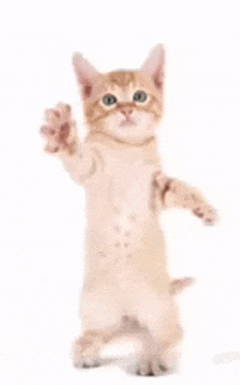 a kitten is standing on its hind legs and waving its paw .