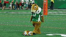 roughriders cfl