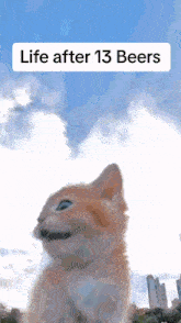 Life After 13 Beer Cat GIF