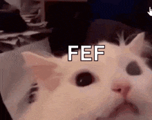 a close up of a cat 's face with the word fef on it .