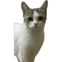 a close up of a cat looking at the camera