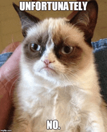 Grumpy Cat Meme GIF - Grumpy Cat Meme Frustrated GIFs