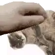 a person is petting a kitten with their hand on a white background .