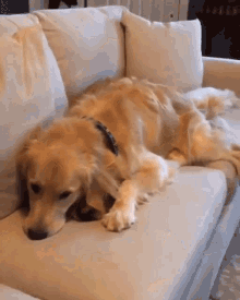 Dogs Hi There GIF - Dogs Hi There Whats Up GIFs