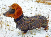 a dachshund is wearing a camouflage coat and a fur hat .