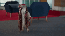 a goat wearing a red hat is standing on a carpet