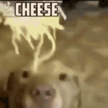 Cheesedog GIF - Cheesedog GIFs