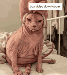 Cat Sphynx GIF - Cat Sphynx Not In The Mood GIFs
