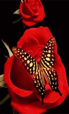 Good Morning Butterfly GIF - Good Morning Butterfly Beautiful GIFs