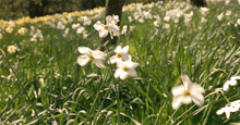 a field of white and yellow flowers with a tree in the background