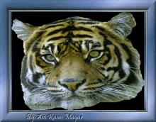 Gif Full Tiger GIF - Gif Full Tiger Blink GIFs