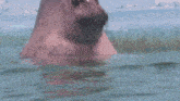 a seal looks at the camera while swimming in the water