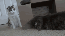 Hmm, Better Not GIF - Cats Attack GIFs