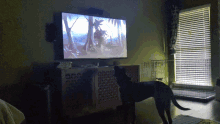 a dog is standing in front of a tv watching a cartoon
