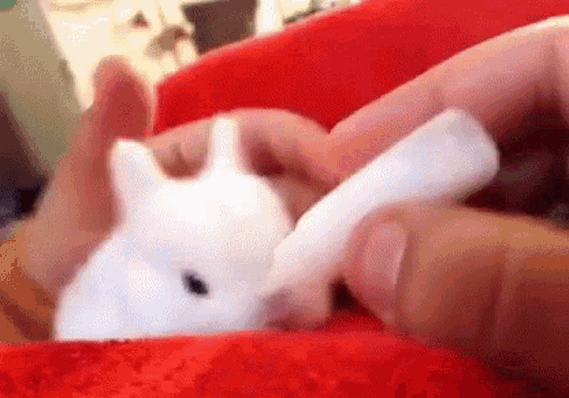 Cute Animals Baby Bunny GIF - Cute Animals Baby Bunny Tiny - Discover &  Share GIFs