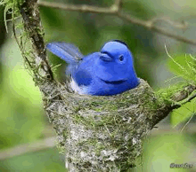 Bird Cute GIF