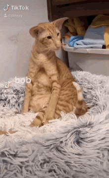 Bobbelur Cat GIF - Bobbelur Cat Bob GIFs