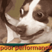 Poorperformance Dog GIF - Poorperformance Dog Shocked GIFs