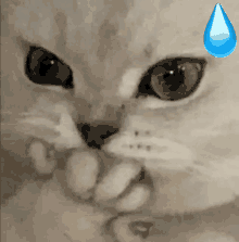 Surprised Cat GIF - Surprised Cat GIFs