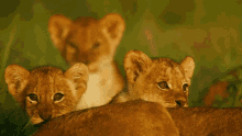 Lion Cubs Roar GIF - Lion Cubs Roar Lion GIFs