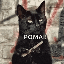 a black cat is holding a nail file in its paws and says ' poma ! '
