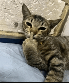 a cat with a yellow collar is laying down and giving a middle finger