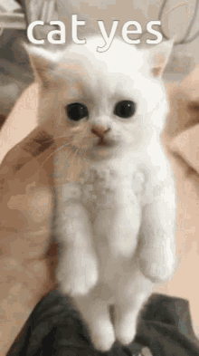 Cat Kitty GIF - Cat Kitty White GIFs