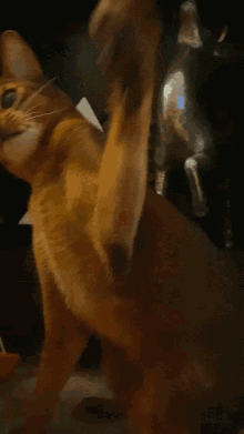 Abyssinian Cat GIF - Abyssinian Cat Waving GIFs