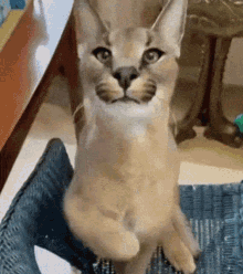 floppa caracal funny cat