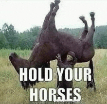 Hold Your Horses GIF - Hold Your Horses GIFs