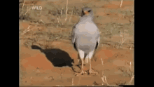 Bird Steped Out Of The Way GIF - Bird Steped Out Of The Way Török GIFs