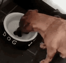 dog doggo cute water drink