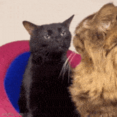 Cat Zoning Out Cat Stare GIF - Cat Zoning Out Cat Stare Black Cat GIFs