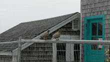 Mourning Doves GIF - Mourning Doves GIFs