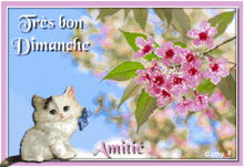 a picture of a cat and flowers with the words tres bon dimanche