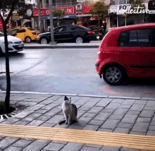 Attacking Passerby The Pet Collective GIF - Attacking Passerby The Pet Collective Scratch GIFs