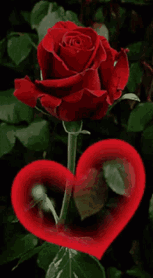 Red Rose I Love You GIF - Red Rose I Love You GIFs