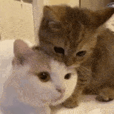 Cat Cat Kiss GIF - Cat Cat Kiss Cute Cats GIFs