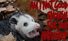 Am I Not Good Enough Possum GIF - Am I Not Good Enough Possum Crying GIFs